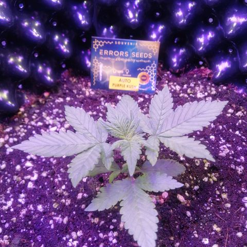 Auto Purple Kush growlog timeline photo