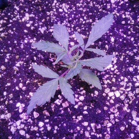 Auto Purple Kush growlog timeline photo