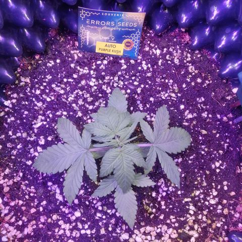 Auto Purple Kush growlog timeline photo