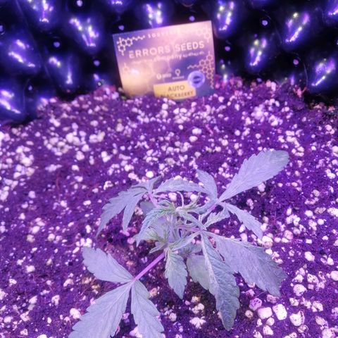 Auto Purple Kush growlog timeline photo