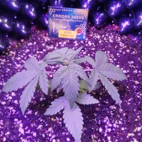Auto Purple Kush growlog timeline photo
