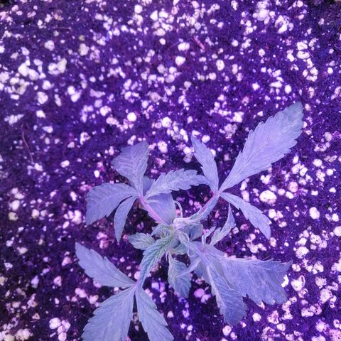 Auto Purple Kush growlog timeline photo