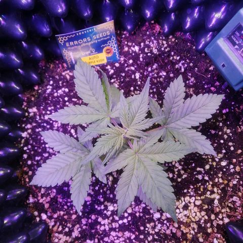 Auto Purple Kush growlog timeline photo