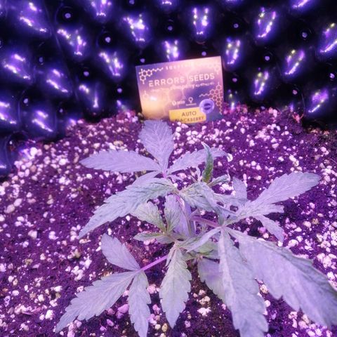 Auto Purple Kush growlog timeline photo