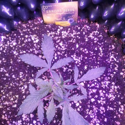 Auto Purple Kush growlog timeline photo