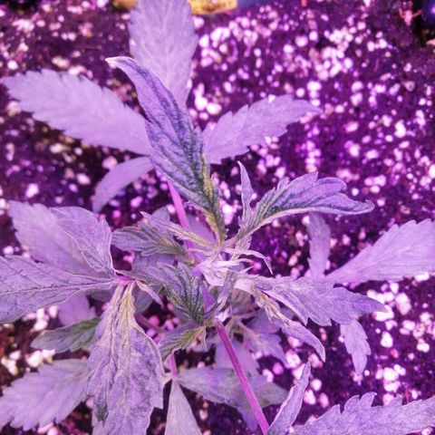 Auto Purple Kush growlog timeline photo