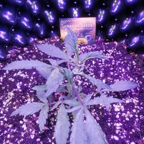 Auto Purple Kush growlog timeline photo