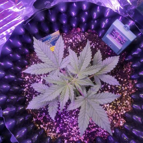Auto Purple Kush growlog timeline photo