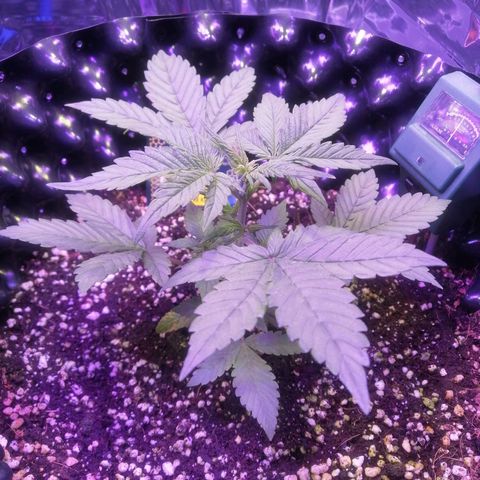 Auto Purple Kush growlog timeline photo