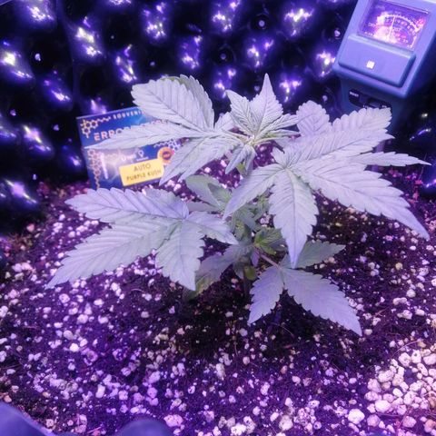 Auto Purple Kush growlog timeline photo