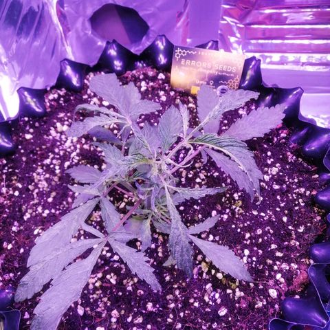 Auto Purple Kush growlog timeline photo