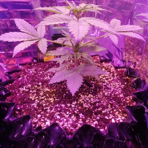 Auto Purple Kush growlog timeline photo