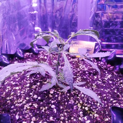Auto Purple Kush growlog timeline photo