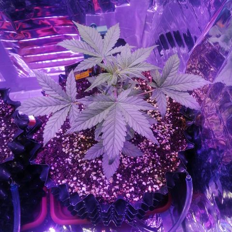 Auto Purple Kush growlog timeline photo