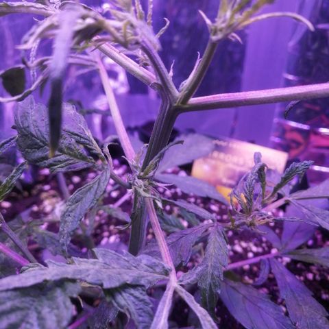 Auto Purple Kush growlog timeline photo