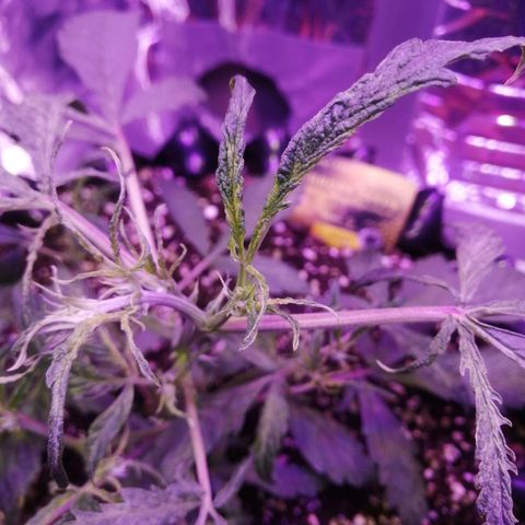 Auto Purple Kush growlog timeline photo