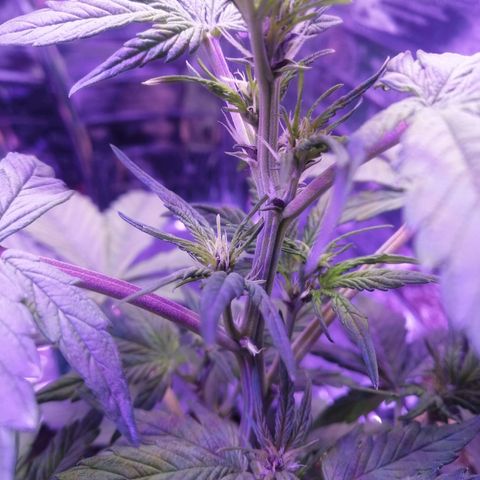 Auto Purple Kush growlog timeline photo