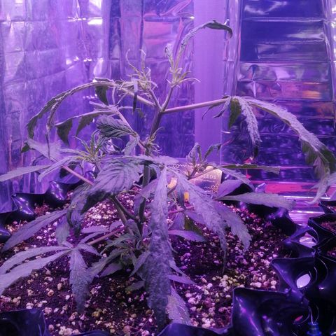 Auto Purple Kush growlog timeline photo
