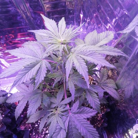 Auto Purple Kush growlog timeline photo