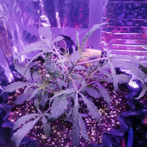 Auto Purple Kush growlog timeline photo