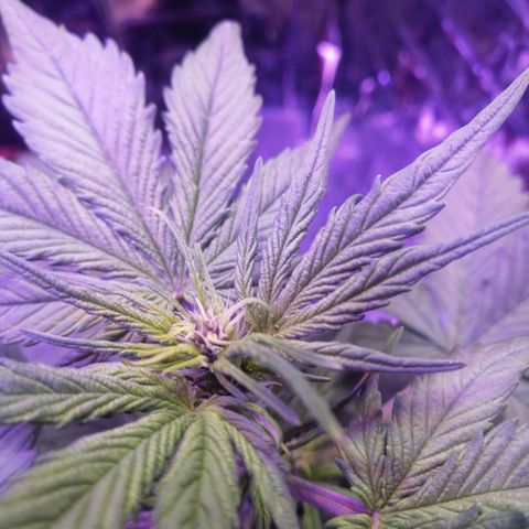 Auto Purple Kush growlog timeline photo