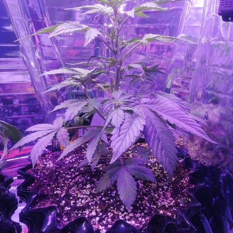 Auto Purple Kush growlog timeline photo