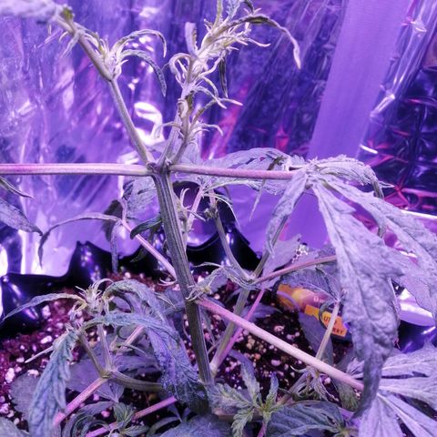 Auto Purple Kush growlog timeline photo