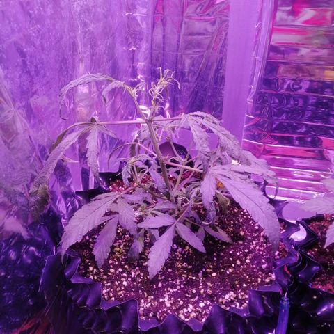 Auto Purple Kush growlog timeline photo