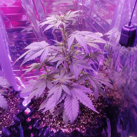 Auto Purple Kush growlog timeline photo