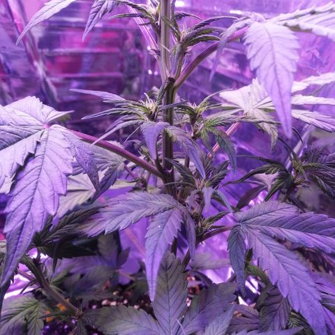 Auto Purple Kush growlog timeline photo