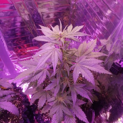 Auto Purple Kush growlog timeline photo