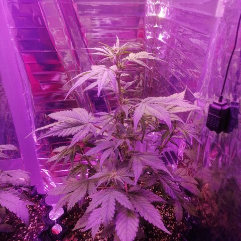 Auto Purple Kush growlog timeline photo