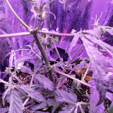 Auto Purple Kush growlog timeline photo