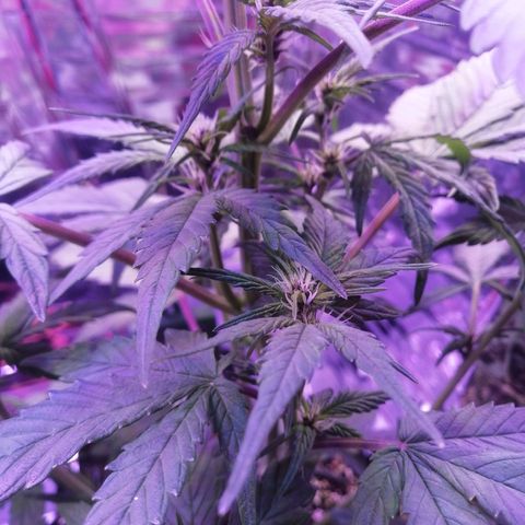 Auto Purple Kush growlog timeline photo