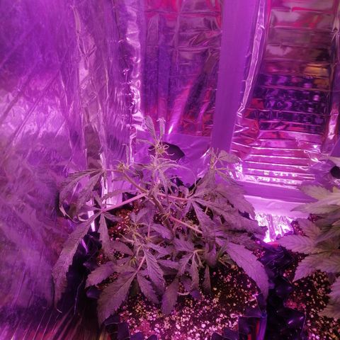 Auto Purple Kush growlog timeline photo
