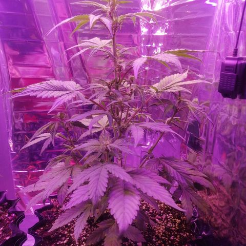 Auto Purple Kush growlog timeline photo