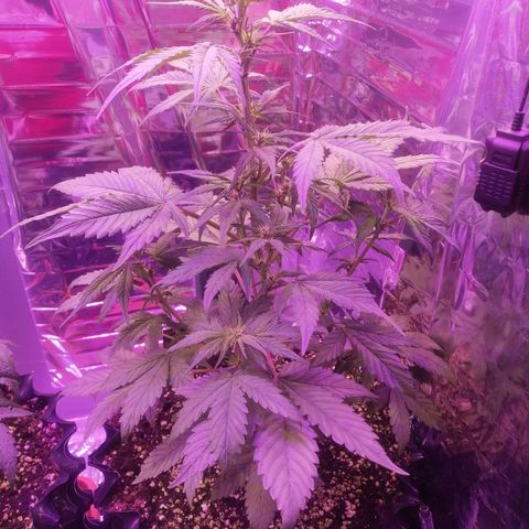 Auto Purple Kush growlog timeline photo