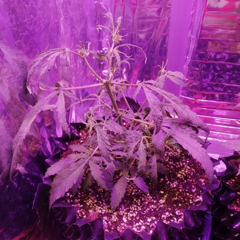 Auto Purple Kush growlog timeline photo