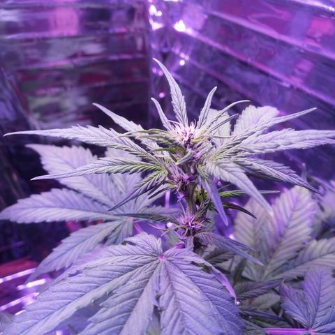 Auto Purple Kush growlog timeline photo