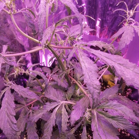 Auto Purple Kush growlog timeline photo