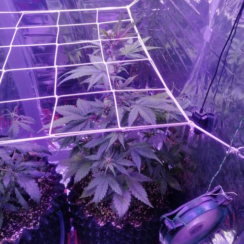 Auto Purple Kush growlog timeline photo