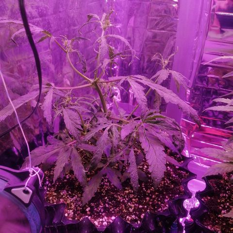 Auto Purple Kush growlog timeline photo