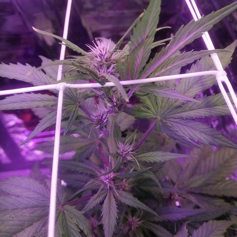 Auto Purple Kush growlog timeline photo