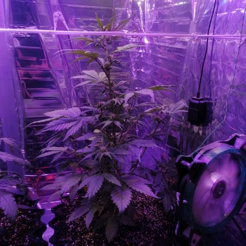 Auto Purple Kush growlog timeline photo