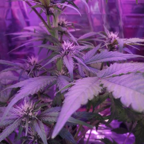 Auto Purple Kush growlog timeline photo