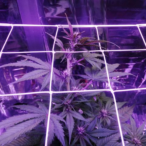 Auto Purple Kush growlog timeline photo
