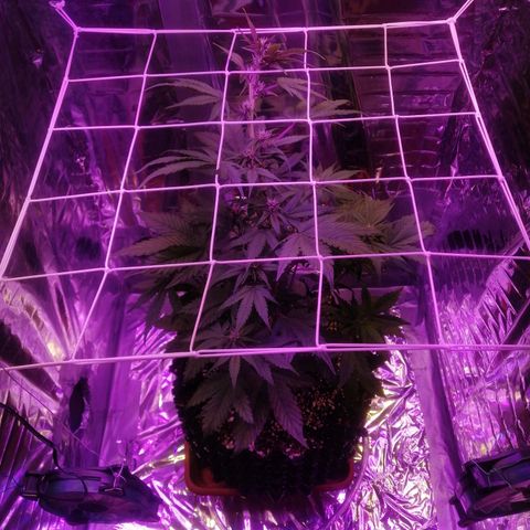 Auto Purple Kush growlog timeline photo