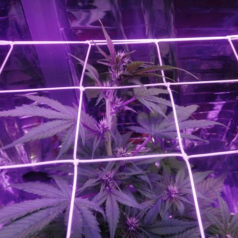 Auto Purple Kush growlog timeline photo