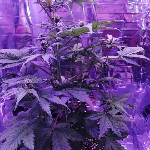 Auto Purple Kush growlog timeline photo