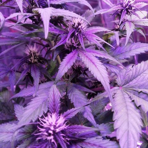 Auto Purple Kush growlog timeline photo